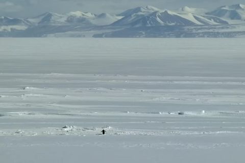 Die berühmte Szene aus Werner Herzogs Dokumentarfilm "Encounters at the End of the World": Ein Pinguin macht sich auf zu den Bergen – aus Abenteuerlust? Trotz? Depression?