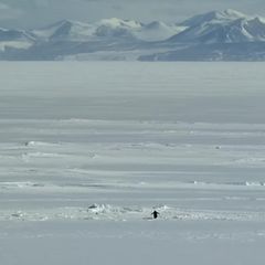 Die berühmte Szene aus Werner Herzogs Dokumentarfilm "Encounters at the End of the World": Ein Pinguin macht sich auf zu den Bergen – aus Abenteuerlust? Trotz? Depression?