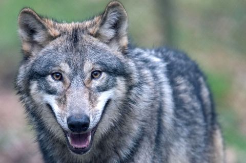 Beim Wolf kann ein Abschuss nach Ansicht der Forscher sogar zur Zunahme von Rissen an Weidetieren führen.(Archiv) Foto: Boris Ro
