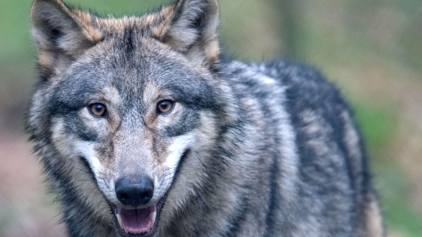 Beim Wolf kann ein Abschuss nach Ansicht der Forscher sogar zur Zunahme von Rissen an Weidetieren führen.(Archiv) Foto: Boris Ro