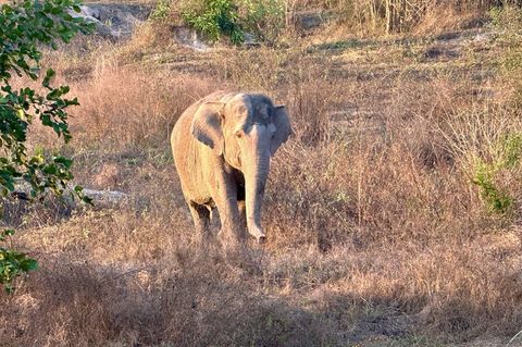 Asiatische Elefanten gelten als stark bedroht. (Archivbild) Foto: Carola Frentzen/dpa