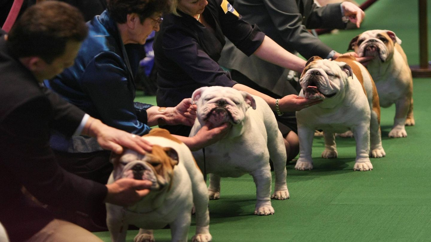Westminster Dog Show