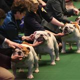Westminster Dog Show