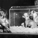 Westminster Dog Show