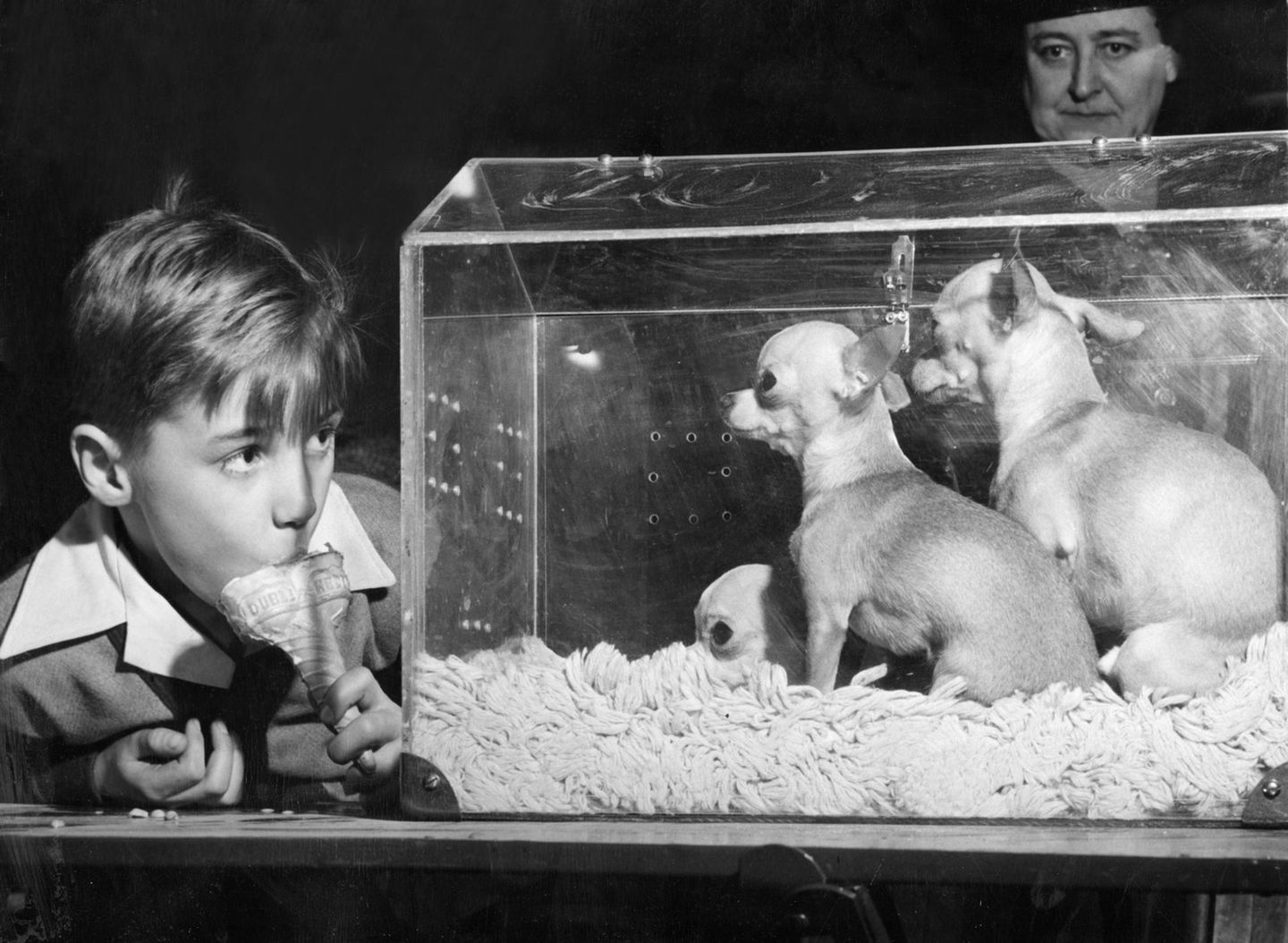 Westminster Dog Show