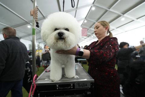 Westminster Dog Show