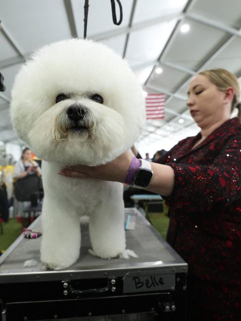 Westminster Dog Show