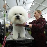 Westminster Dog Show