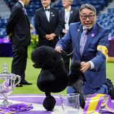 Westminster Dog Show