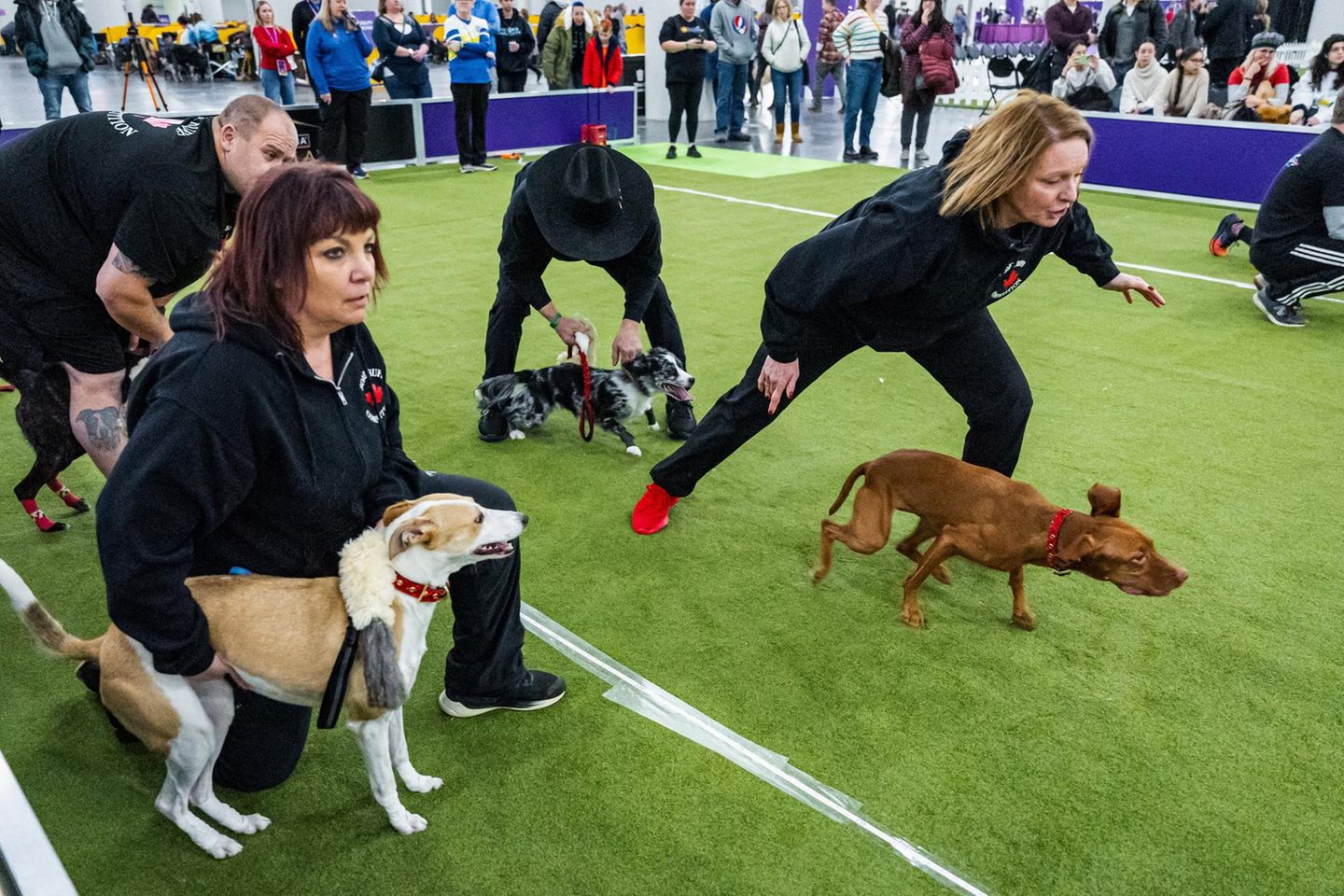 Westminster Dog Show