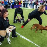 Westminster Dog Show