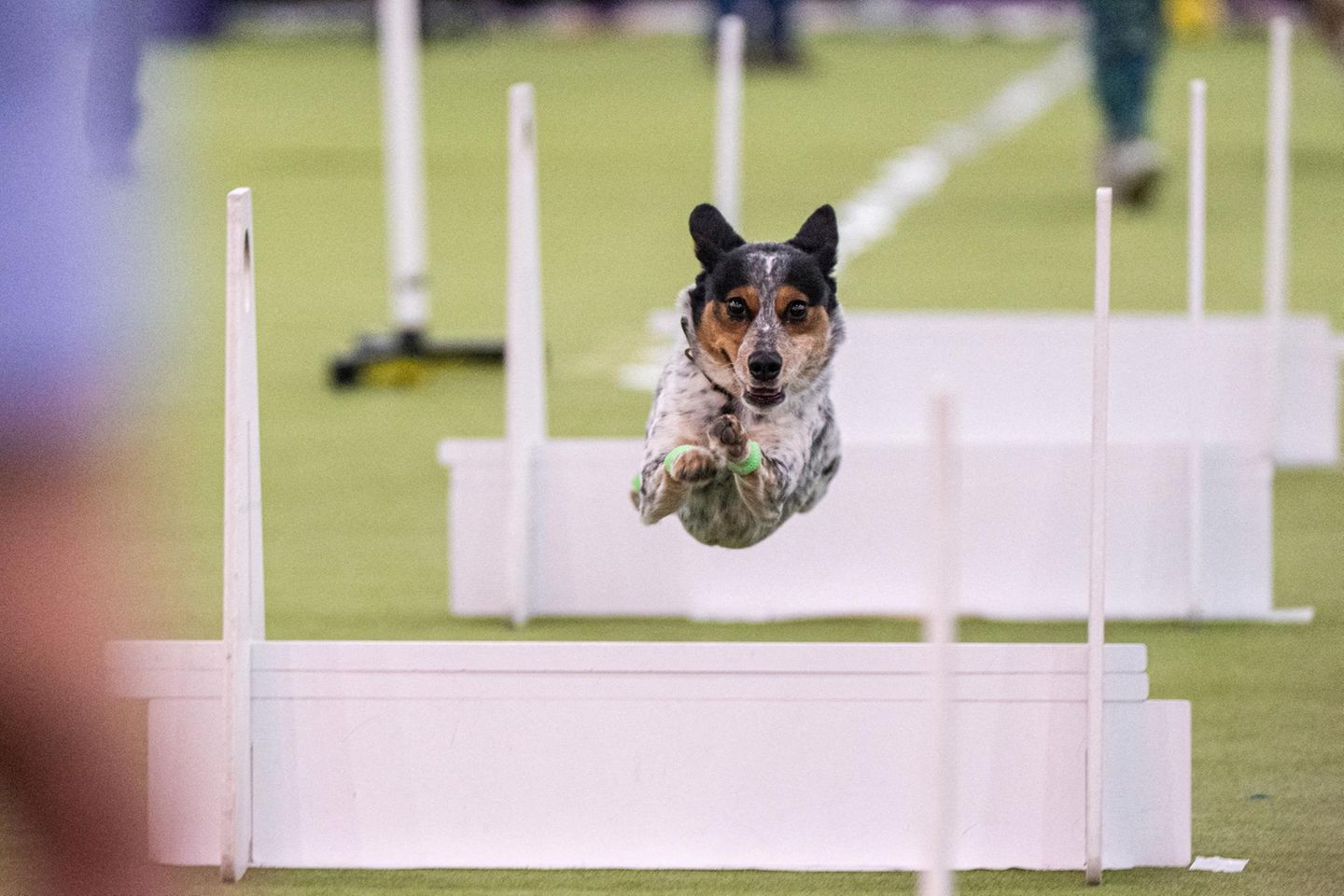 Die Vierbeiner sind in Kategorien unterteilt, unter anderem in Jagdhunde, Laufhunde, Zwerghunde und Hütehunde. Hier fliegt ein Teilnehmer im sogenannten Flyball-Wettbewerb. Dabei treten zwei Teams mit je vier Tieren auf parallelen Bahnen gegeneinander an. Jeder Hund überwindet vier Hürden, löst eine Box aus, um einen Ball zu fangen, und bringt diesen zurück
