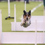 Die Vierbeiner sind in Kategorien unterteilt, unter anderem in Jagdhunde, Laufhunde, Zwerghunde und Hütehunde. Hier fliegt ein Teilnehmer im sogenannten Flyball-Wettbewerb. Dabei treten zwei Teams mit je vier Tieren auf parallelen Bahnen gegeneinander an. Jeder Hund überwindet vier Hürden, löst eine Box aus, um einen Ball zu fangen, und bringt diesen zurück