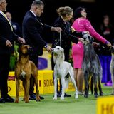 Westminster Dog Show