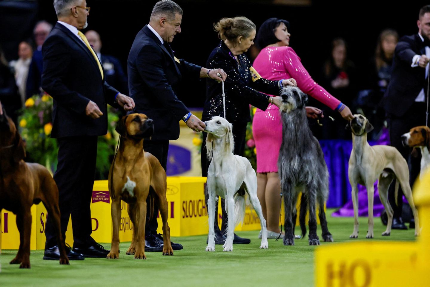 Westminster Dog Show