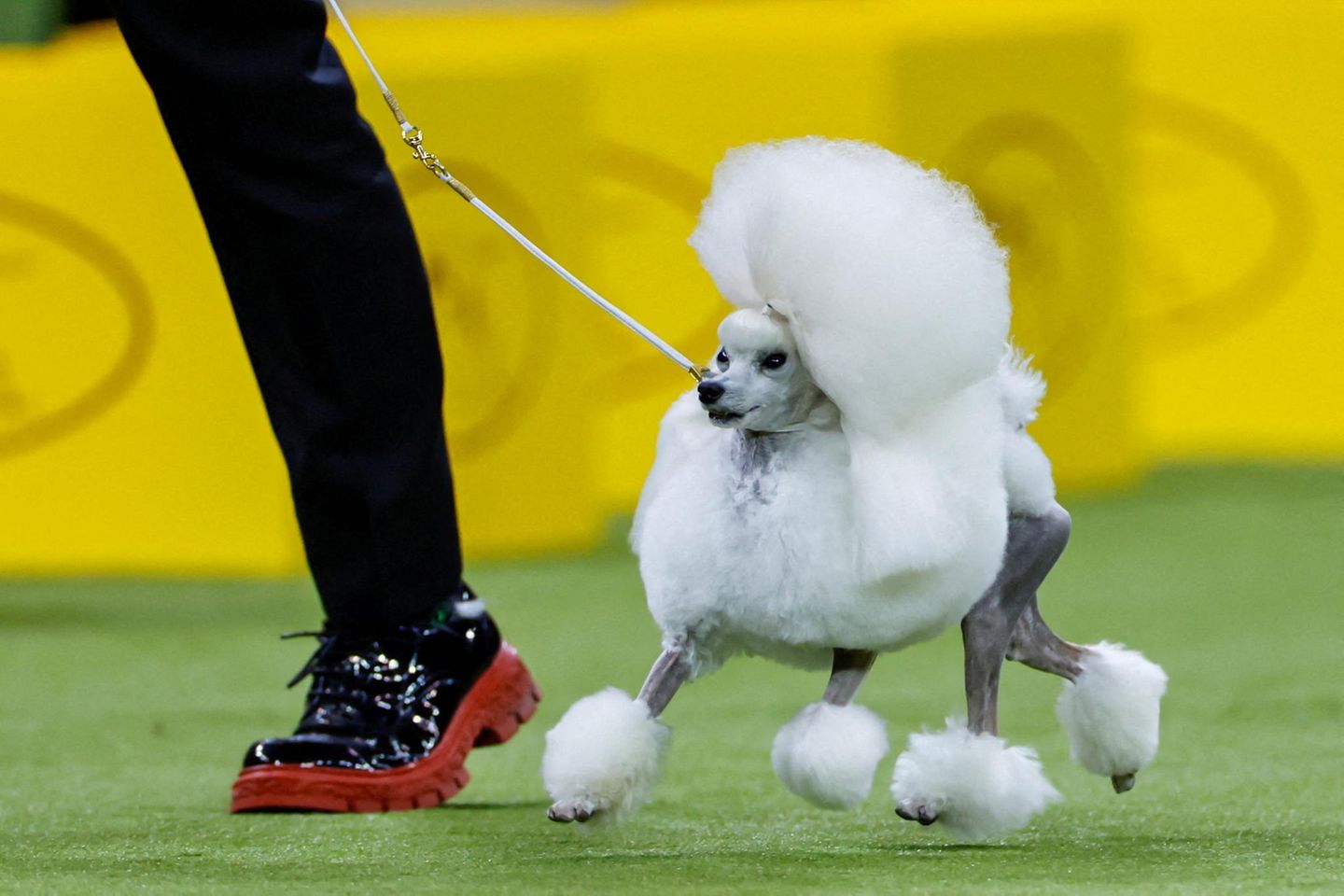 Westminster Dog Show
