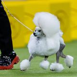 Westminster Dog Show