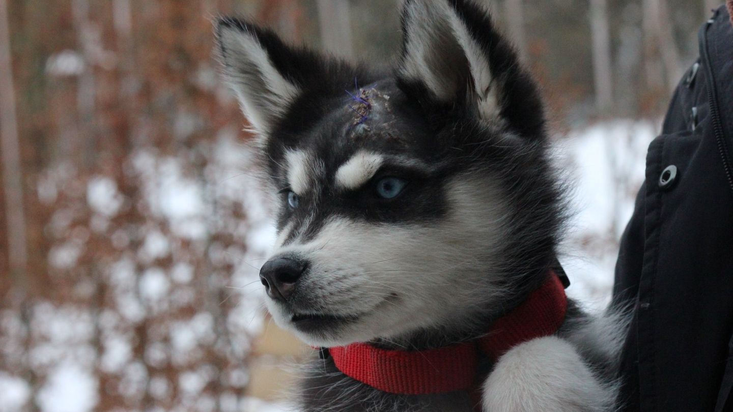 "Vido" erholt sich dank liebevoller Betreuung zusehends von seinen schweren ersten Lebenswochen. (Handout) Foto: Susanne Kolomaz