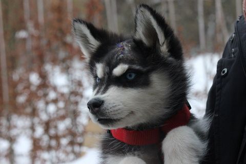 "Vido" erholt sich dank liebevoller Betreuung zusehends von seinen schweren ersten Lebenswochen. (Handout) Foto: Susanne Kolomaz