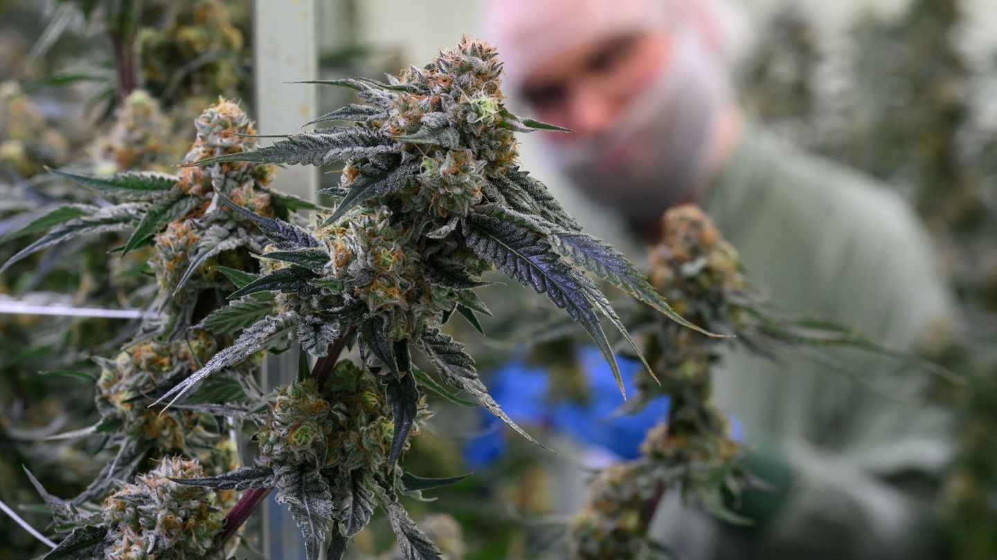 Cannabis kann unter anderem Menschen mit chronischen Schmerzen helfen. Foto: Hendrik Schmidt/dpa