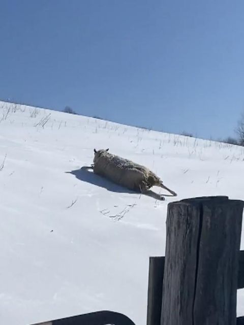 Schafe schlittern meterweise Eishang hinab – Farmer filmt kuriosen Herden-Abgang