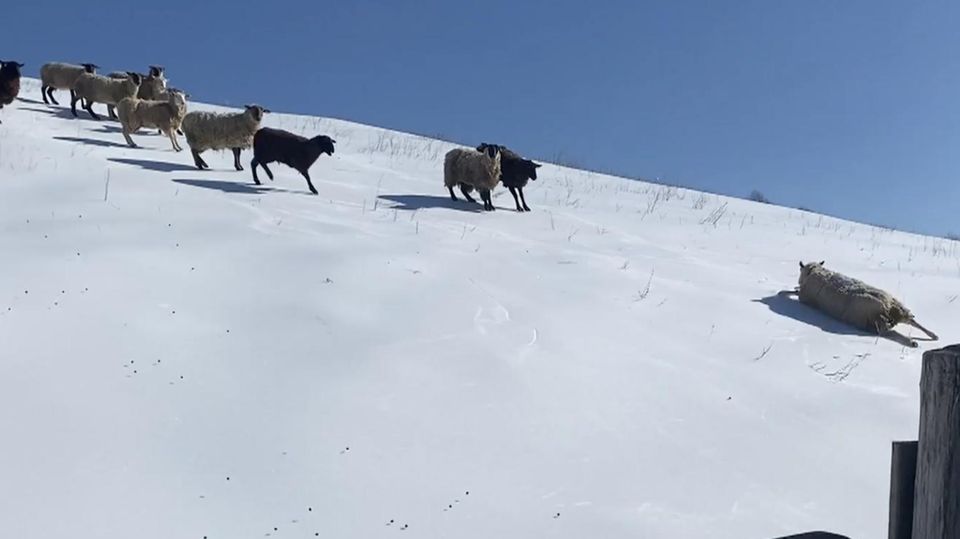 Schafe schlittern meterweise Eishang hinab – Farmer filmt kuriosen Herden-Abgang