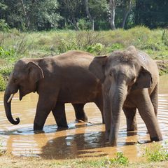 Asiatische Elefanten verlieren immer mehr ihres ursprünglichen Lebensraums. (Archivbild) Foto: Carola Frentzen/dpa