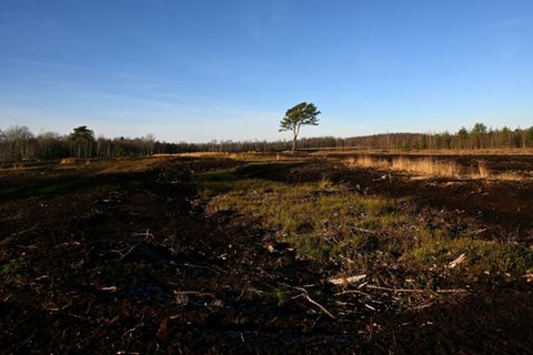 Diepholzer Moor, wo jahrhundertelang Torf abgebaut wurde