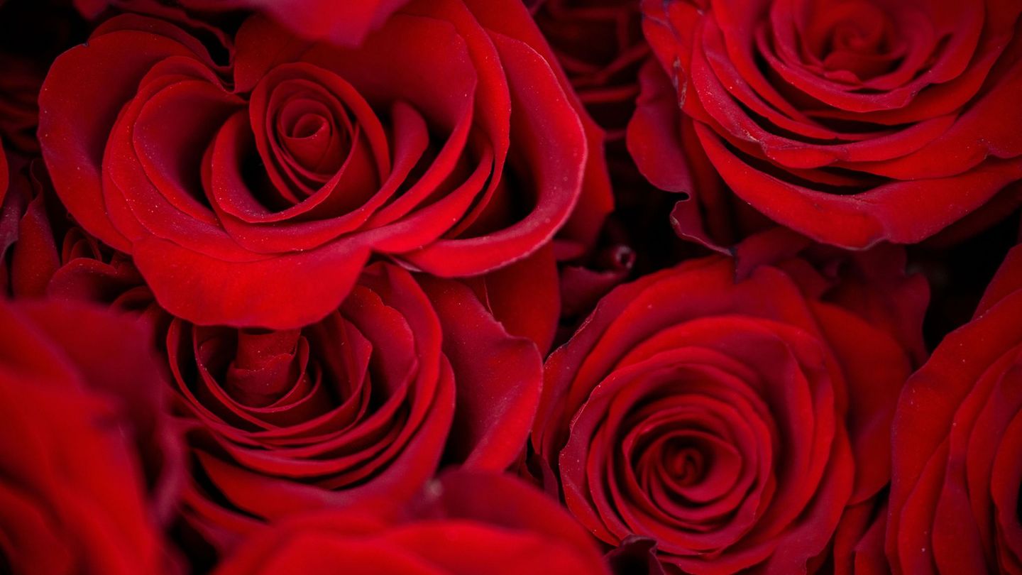 Rosen zählen zu den beliebtesten Valentinstagsgeschenken. Foto: Pia Bayer/dpa