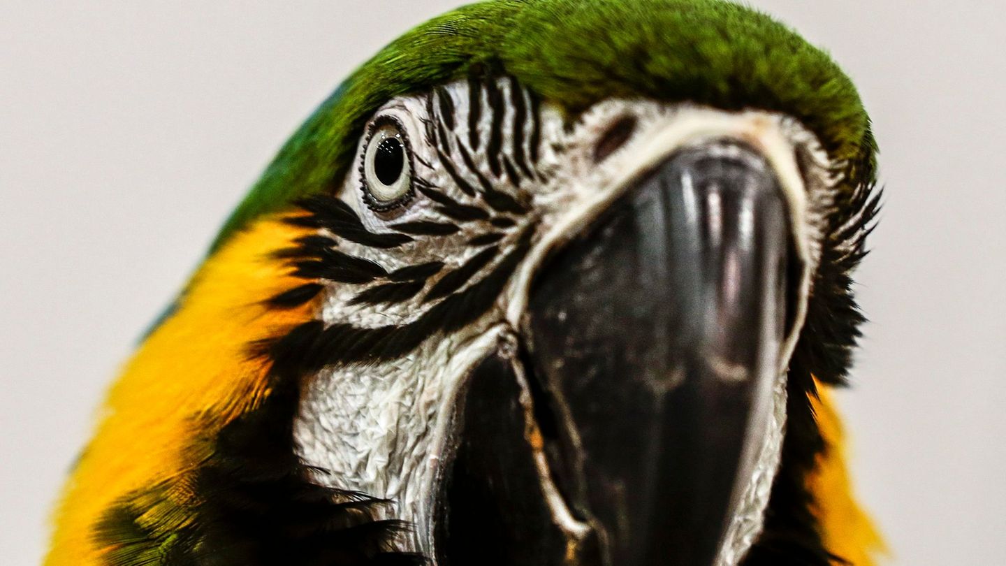 Ein Papagei hat für Aufregung in einem Mehrfamilienhaus gesorgt. (Symbolbild) Foto: Wallace Woon/dpa