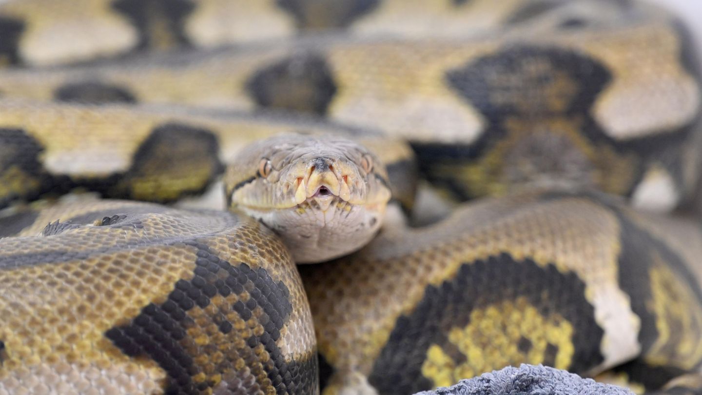 Die Landestierschutzbeauftragte in Brandenburg will die private Haltung von exotischen Reptilien - hier ein Netzpython - verbess