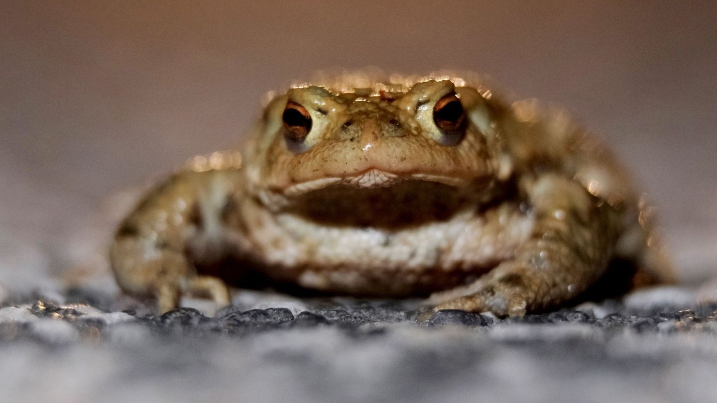 Umweltmobile aus ganz Deutschland treffen sich an diesem Donnerstag in Naunhof bei Leipzig (Symbolbild). Foto: Sebastian Willnow