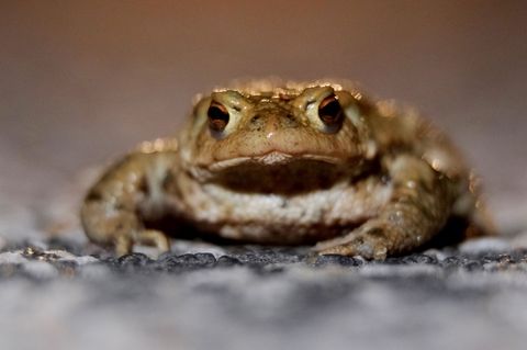 Umweltmobile aus ganz Deutschland treffen sich an diesem Donnerstag in Naunhof bei Leipzig (Symbolbild). Foto: Sebastian Willnow