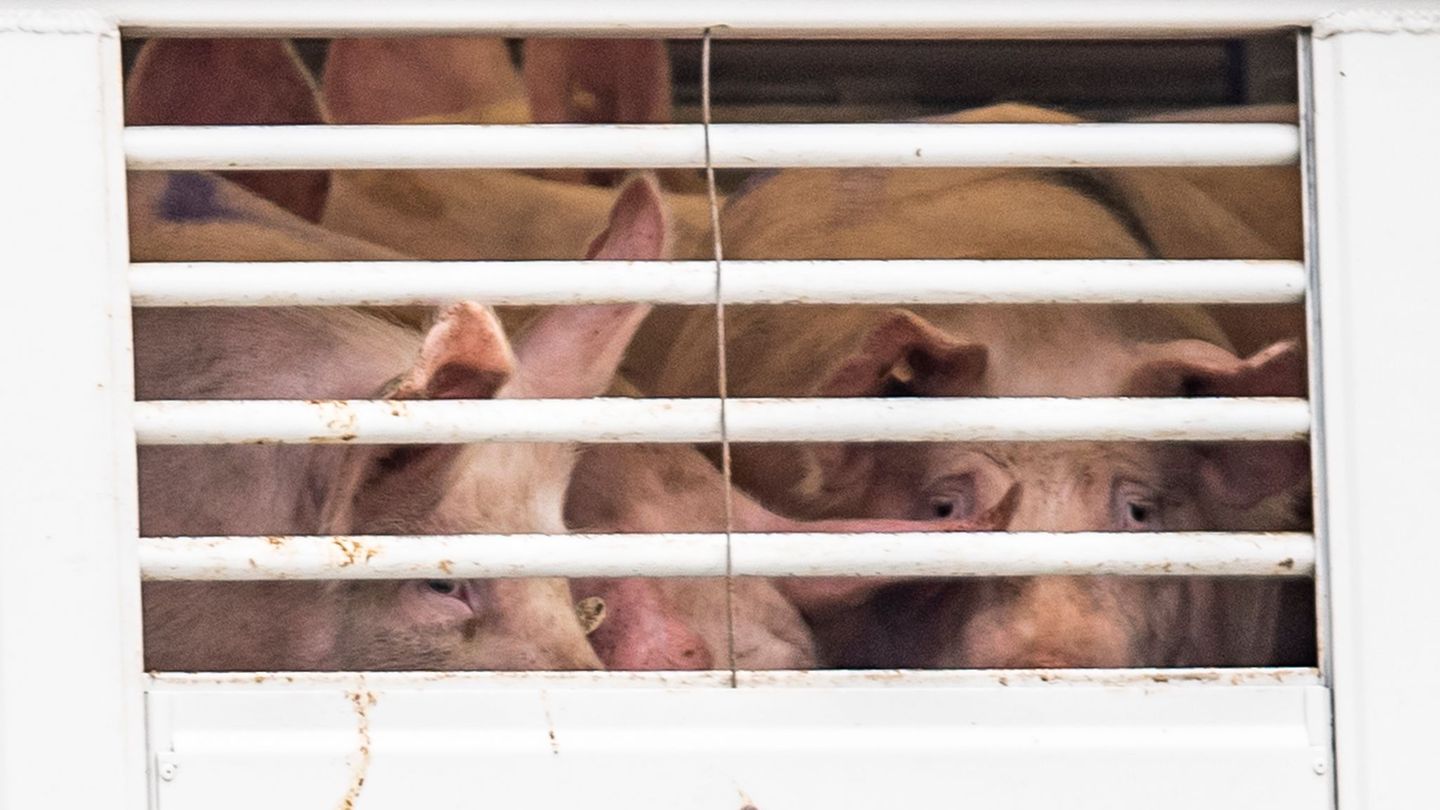 Ein Viehtransporter mit Ferkeln wurde auf einem Rastplatz an der Autobahn 9 gestoppt (Symbolbild) Foto: David Inderlied/dpa