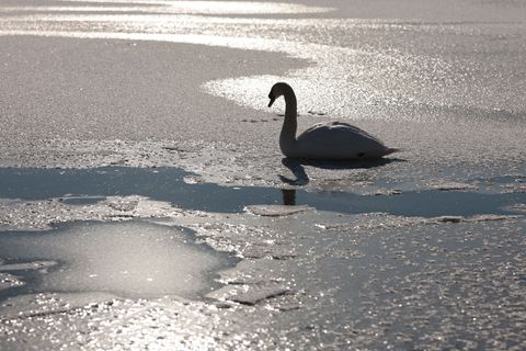 Die Rettung des festgefrorenen Schwans sei hochgefährlich, so der Wildtierexperte. (Symbolbild) Foto: Matthias Bein/dpa