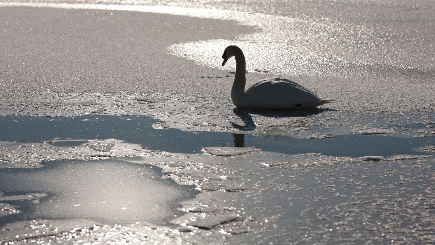 Die Rettung des festgefrorenen Schwans sei hochgefährlich, so der Wildtierexperte. (Symbolbild) Foto: Matthias Bein/dpa