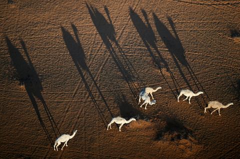 Kamele und ihre Schatten in Saudi-Arabien