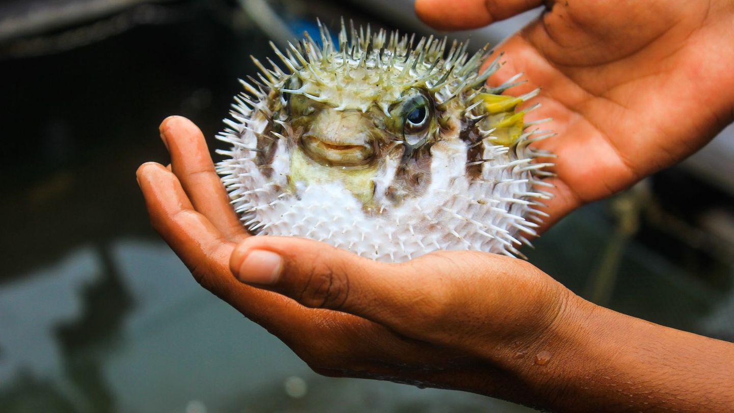 In manchen Ländern gelten riskante Speisen als echte Delikatesse. Doch mit jedem Bissen steigt die Gefahr für die Gesundheit – teils sogar bis zum Tod. Eigentlich soll Essen gut für den Körper sein, doch Gerichte sind eher ein Risiko. Hier erfahren Sie, welche der weltweit gefährlichsten Lebensmittel im schlimmsten Fall zum vorzeitigen Ableben führen können.