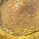 Wegen des hohen Gesundheitsrisikos darf der überreife Schafskäse Casu Marzu seit 2005 laut EU-Verordnung nicht mehr exportiert werden. Trotzdem gilt er auf Sardinien als echte Delikatesse – obwohl zahlreiche lebender Maden in ihm stecken. Bei der Reifung legt die Fliege Piophila casei ihre Eier auf dem Käse ab. Die geschlüpften Maden fressen sich durch den Teig, verdauen ihn und hinterlassen eine weiche, cremige Masse. Genau diese wird von Einheimischen gegessen.