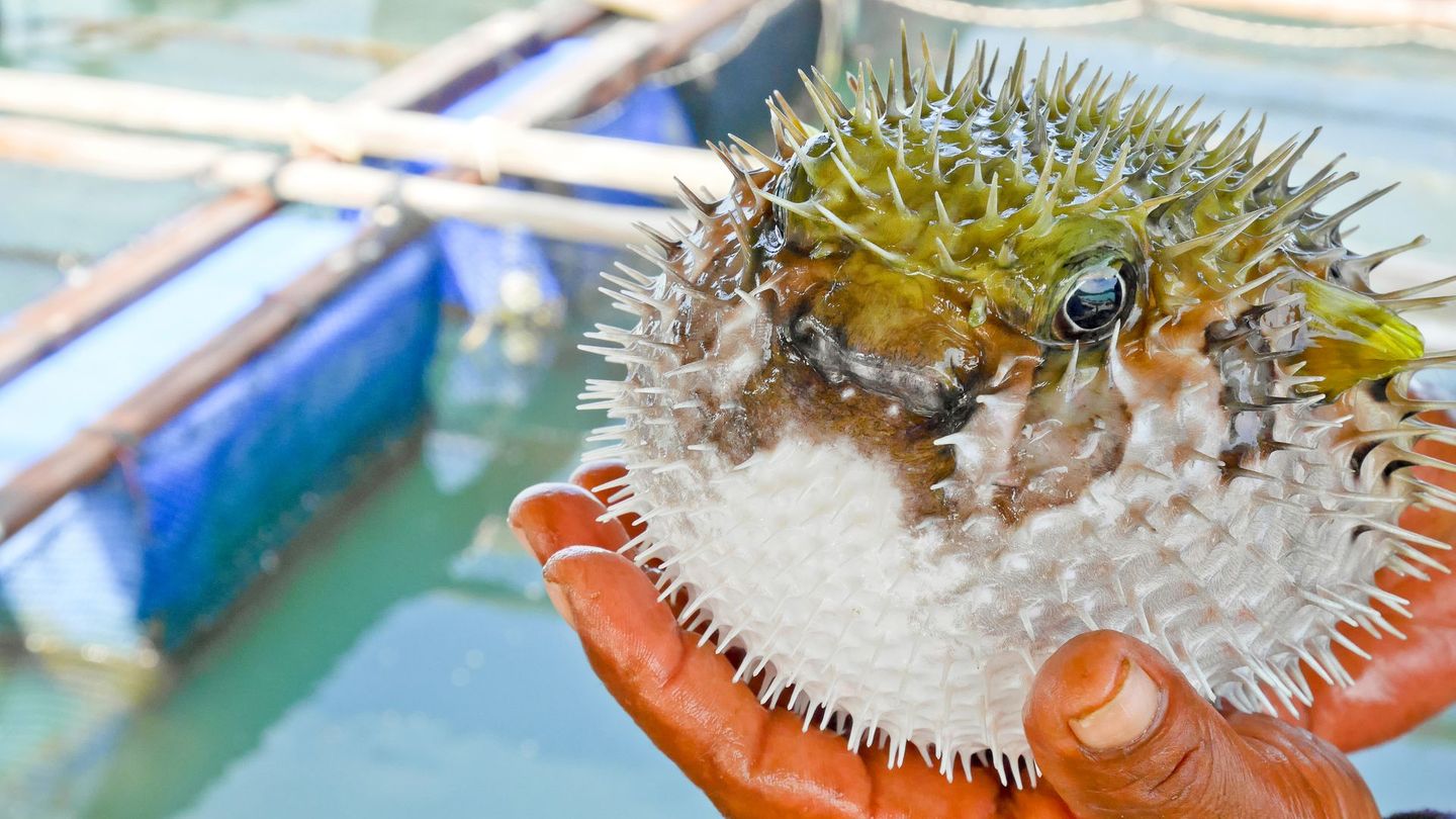 Fugu, der japanische Kugelfisch, birgt nicht nur beim Essen ein Risiko – schon die Zubereitung ist gefährlich. Nur speziell ausgebildete und lizenzierte Köche dürfen ihn servieren. Der Grund: In einem einzigen Kugelfisch steckt genug Tetrodotoxin, um bis zu 30 Menschen zu töten. Ein Gegenmittel gibt es nicht. Selbst nach dem Erhitzen ist das Gift ein Risiko. Erste Vergiftungserscheinungen können bereits 30 Minuten nach dem Verzehr auftreten.