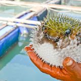 Fugu, der japanische Kugelfisch, birgt nicht nur beim Essen ein Risiko – schon die Zubereitung ist gefährlich. Nur speziell ausgebildete und lizenzierte Köche dürfen ihn servieren. Der Grund: In einem einzigen Kugelfisch steckt genug Tetrodotoxin, um bis zu 30 Menschen zu töten. Ein Gegenmittel gibt es nicht. Selbst nach dem Erhitzen ist das Gift ein Risiko. Erste Vergiftungserscheinungen können bereits 30 Minuten nach dem Verzehr auftreten.
