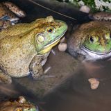 In Frankreich gelten Froschschenkel als Delikatesse und sind gesundheitlich unbedenklich – abgesehen vom möglichen Ekel. Anders sieht es in Teilen Afrikas aus. Dort wird gelegentlich der afrikanische Ochsenfrosch gegessen, der Giftstoffe in Haut und Organen enthält. Wird er falsch zubereitet, kann der Verzehr zu Nierenversagen führen. Trotzdem gilt das Fleisch in vielen Regionen Afrikas als begehrte Spezialität.