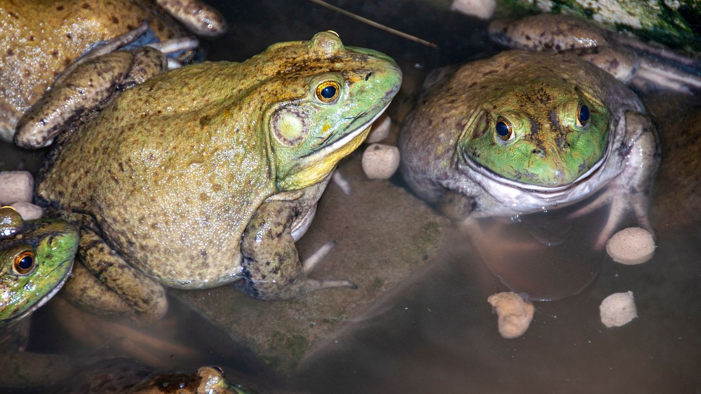 In Frankreich gelten Froschschenkel als Delikatesse und sind gesundheitlich unbedenklich – abgesehen vom möglichen Ekel. Anders sieht es in Teilen Afrikas aus. Dort wird gelegentlich der afrikanische Ochsenfrosch gegessen, der Giftstoffe in Haut und Organen enthält. Wird er falsch zubereitet, kann der Verzehr zu Nierenversagen führen. Trotzdem gilt das Fleisch in vielen Regionen Afrikas als begehrte Spezialität.