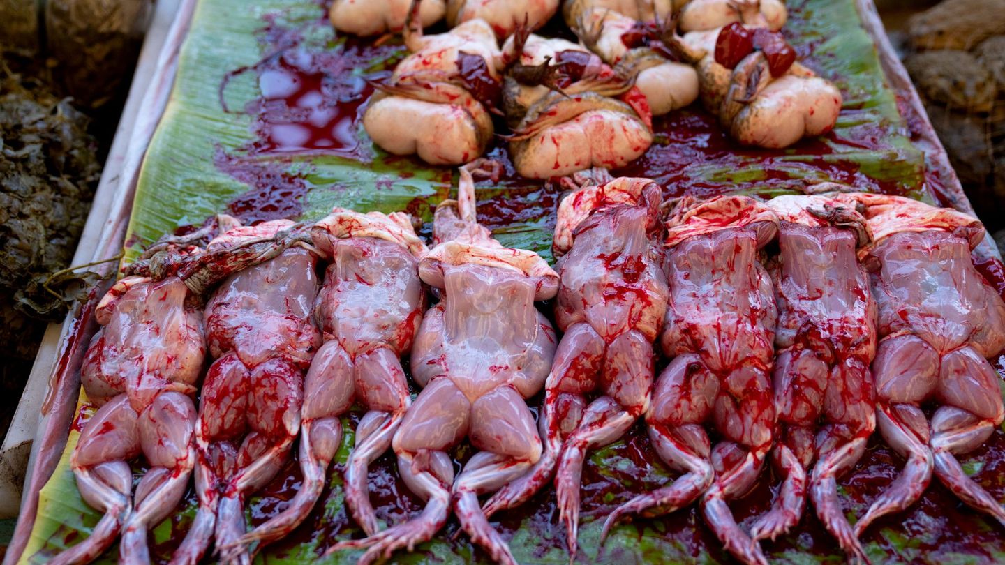 Auch beim afrikanischen Ochsenfrosch kommt es auf die richtige Zubereitung an. Wird das Fleisch nicht gründlich gekocht oder der Frosch zum falschen Zeitpunkt gefangen, drohen Vergiftungen. Mögliche Folgen sind Reizungen der Haut und Schleimhäute bis hin zu Nierenversagen. In Afrika wird der Ochsenfrosch traditionell erst nach der Paarungszeit gefangen und gegessen – dann soll er weniger giftig sein.