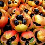 Auch bei der Akee-Frucht aus Jamaika kommt es auf den richtigen Zeitpunkt an. Ist sie unreif oder überreif, kann ihr Verzehr schwere Folgen haben – von Erbrechen über Unterzuckerung bis hin zum Tod. Schuld daran ist die giftige Aminosäure Hypoglycin. Geerntet werden darf die Frucht erst, wenn sie sich von selbst geöffnet hat. Und selbst dann ist nur der helle Samenmantel genießbar – der Rest bleibt stark giftig.