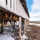 Hákarl ist eine traditionelle Spezialität aus Island. Doch erst durch monatelange Fermentation wird das Fleisch des Grönlandhais überhaupt genießbar. Der Fisch muss rund sechs Monate lang reifen, bevor er serviert werden kann. Wird er frisch verzehrt, ist er hochgiftig. Die möglichen Folgen reichen von schweren Magen-Darm-Beschwerden bis hin zum Erblinden oder sogar Tod.