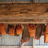 Der Grönlandhai hat keinen Harntrakt und kann deshalb keinen Urin ausscheiden. Die Abfallstoffe bleiben im Blut, wodurch das Fleisch giftig wird. Erst nach einer halbjährigen Fermentation ist es genießbar. Während dieses Reifeprozesses wird das Gift abgebaut – dabei entsteht allerdings Ammoniak, was für den starken, unangenehmen Geruch sorgt. Wer das Gericht zu früh isst, riskiert ernsthafte Nebenwirkungen.