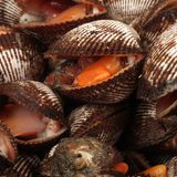 Die Rotfleischige Archenmuschel ist in einigen Ländern Asiens eine geschätzte Delikatesse. Doch bei falscher Zubereitung kann sie gefährlich werden. Wird sie roh oder nur unzureichend gegart gegessen, droht ein hohes Gesundheitsrisiko. Da Muscheln Wasser filtern, können sie Krankheitserreger wie Hepatitis A, Typhus aufnehmen. Werden diese Keime beim Kochen nicht abgetötet, kann der Verzehr zu schweren Infektionen führen.