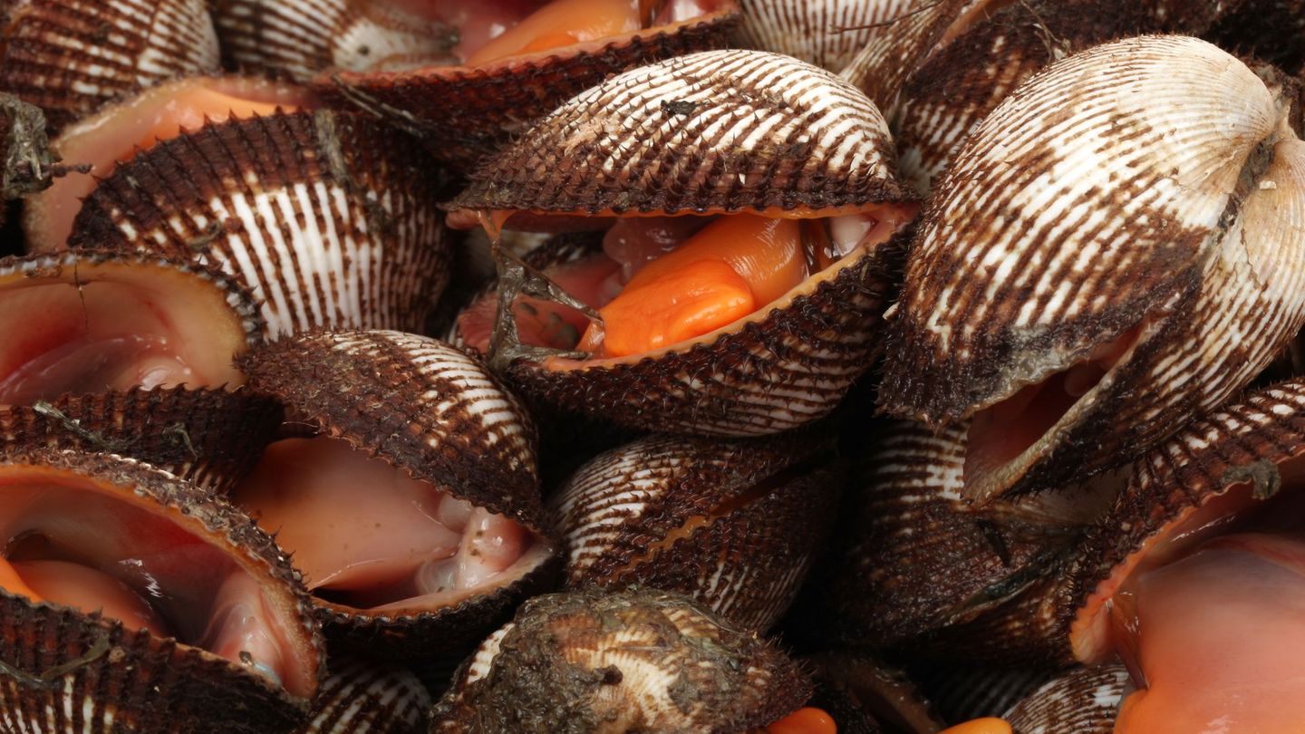 Die Rotfleischige Archenmuschel ist in einigen Ländern Asiens eine geschätzte Delikatesse. Doch bei falscher Zubereitung kann sie gefährlich werden. Wird sie roh oder nur unzureichend gegart gegessen, droht ein hohes Gesundheitsrisiko. Da Muscheln Wasser filtern, können sie Krankheitserreger wie Hepatitis A, Typhus aufnehmen. Werden diese Keime beim Kochen nicht abgetötet, kann der Verzehr zu schweren Infektionen führen.