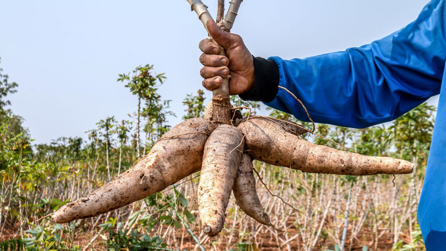 Maniok ist eine stärkehaltige Knolle aus Südamerika und gilt dort als Grundnahrungsmittel – ähnlich wie die Kartoffel. Sie lässt sich kochen, backen oder zu Mehl verarbeiten. Doch roh ist Maniok giftig, da sie Blausäure enthält. In größeren Mengen kann diese sogar tödlich sein. Deshalb darf die Knolle nur gegart verzehrt werden. Erst durch Hitze wird die Blausäure vollständig abgebaut und das Produkt sicher.